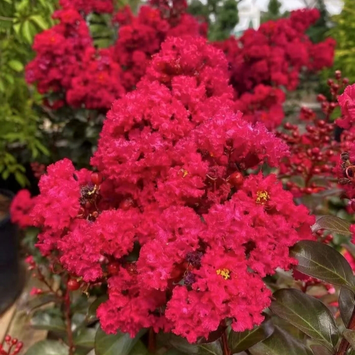樱桃摩卡 紫薇花棒棒糖盆栽耐寒耐热好养阳台庭院室内种植四季开