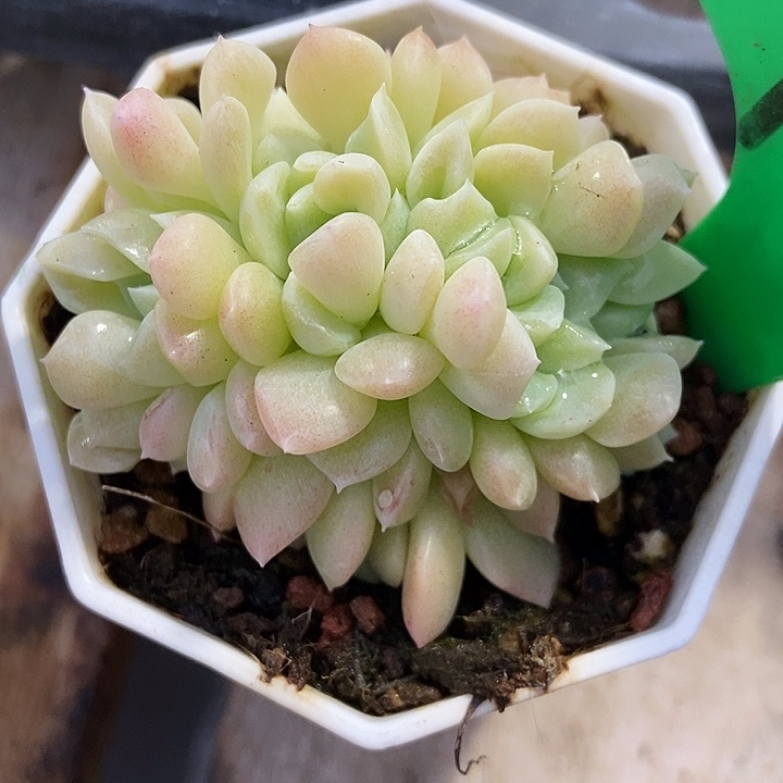 多肉植物奶油美人缀929