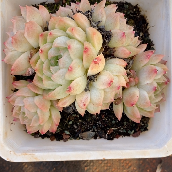 ࿐***࿐1964杂交老桩基地～12厘米