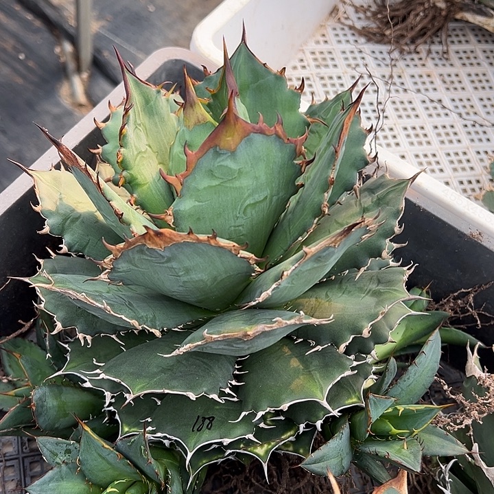 水***色龙舌兰多肉植物多肉