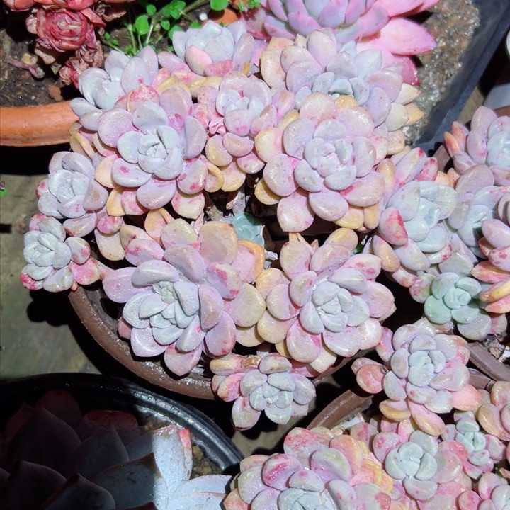 精品多肉植物老桩