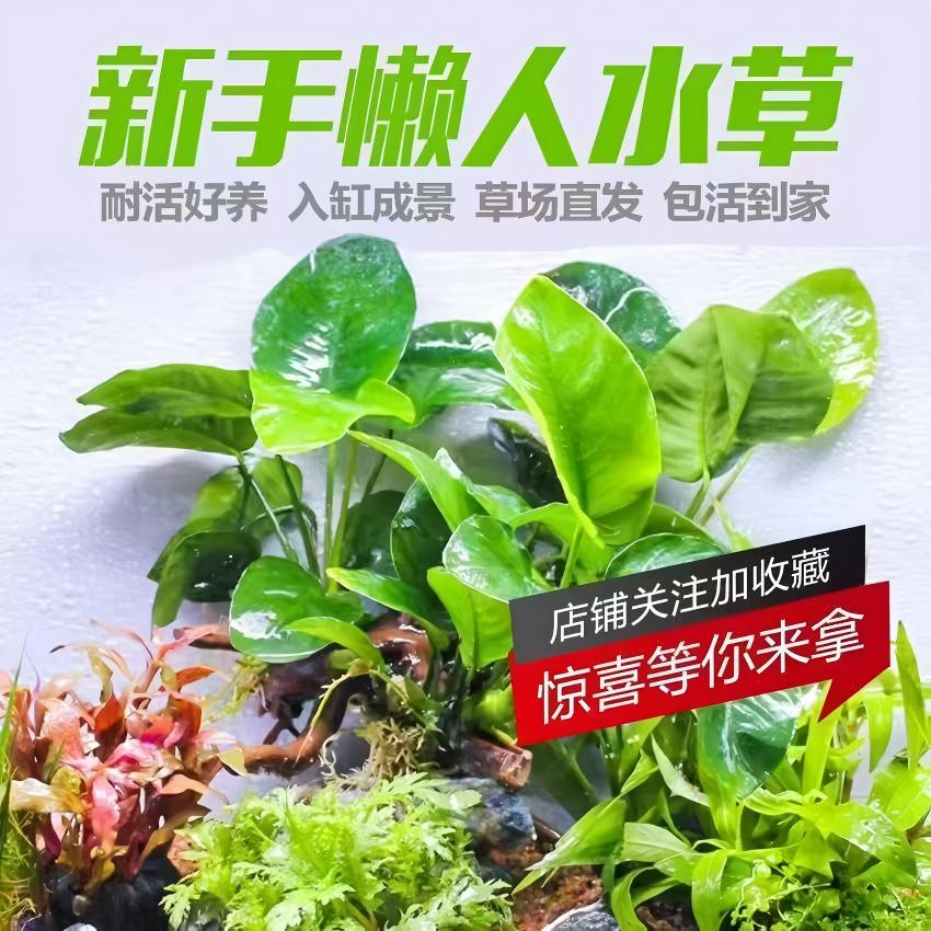 水榕水草沉木植物真草造景阴性养鱼淡水鱼缸绿植金钱巴榕懒人新手