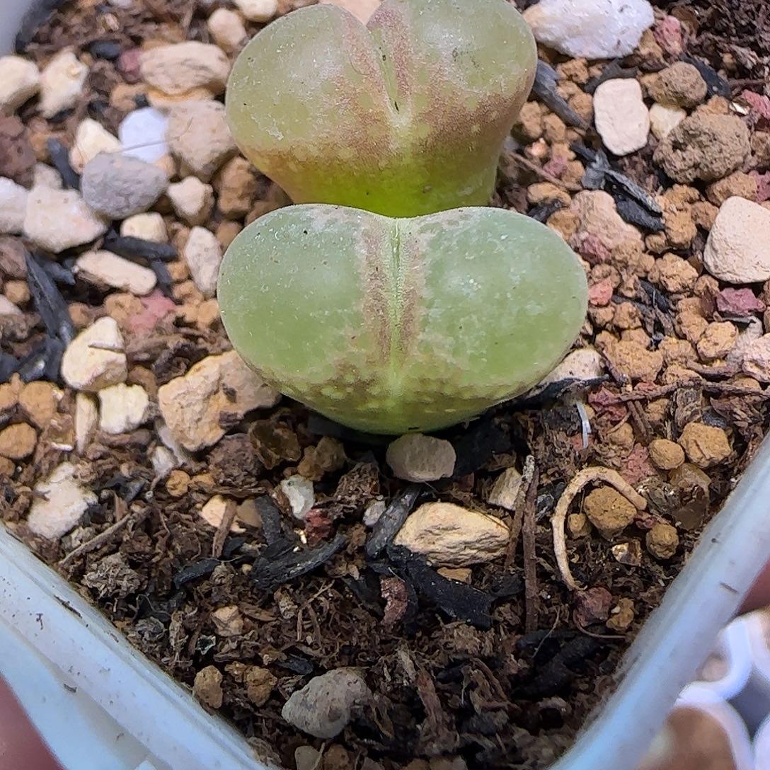 771粉樱带盆土发货