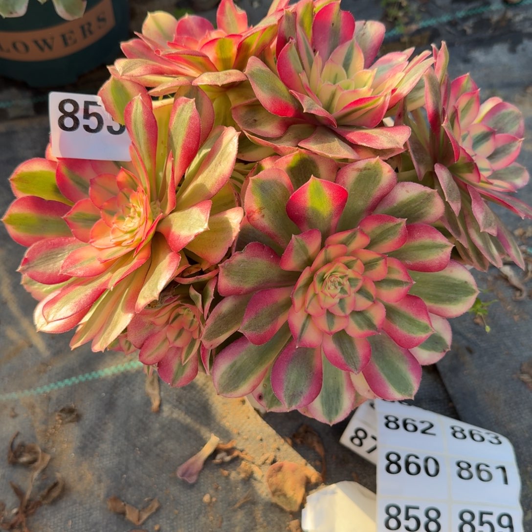 85倾城多肉植物福利