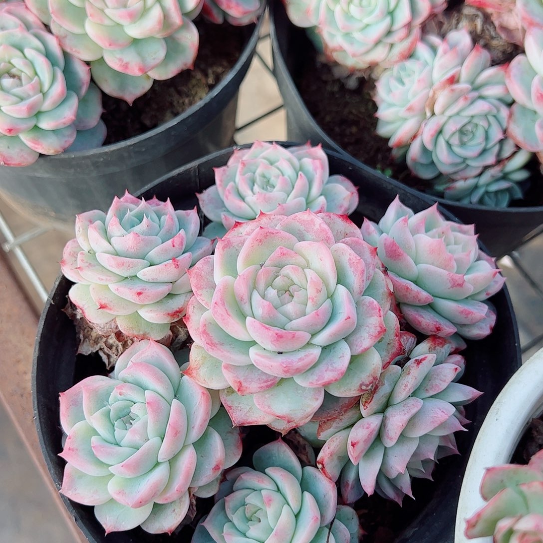 粉水晶多头群生老桩