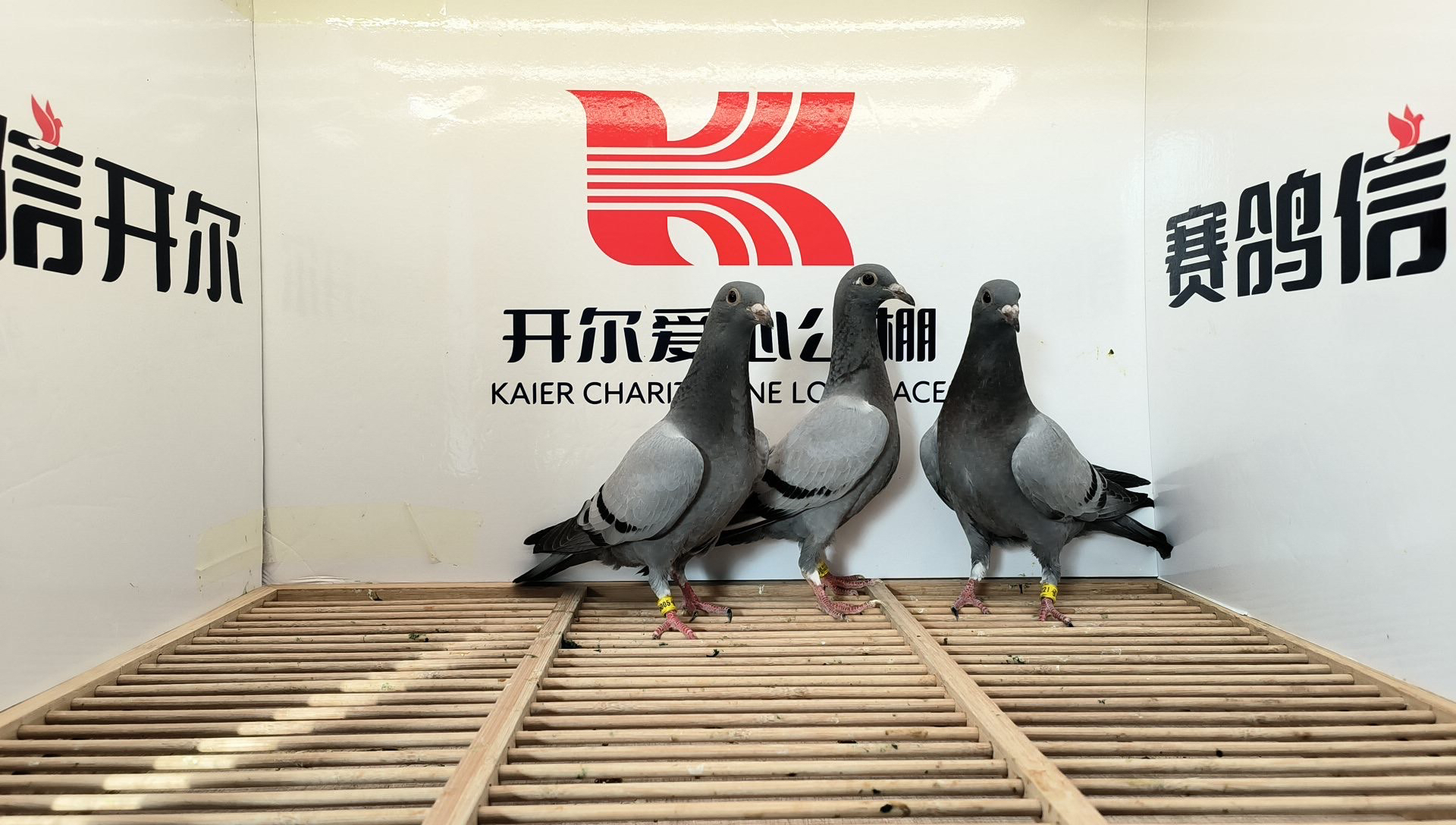 信鸽种鸽青年可煲汤