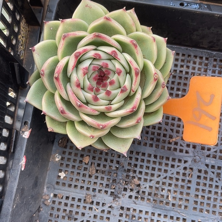 可***诺两单包邮，一物一拍261