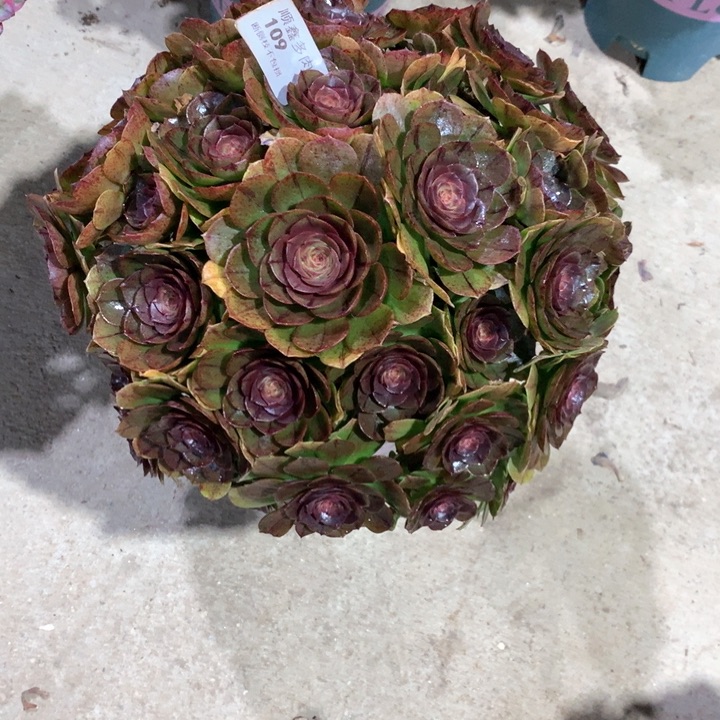 109万拉丝多肉植物
