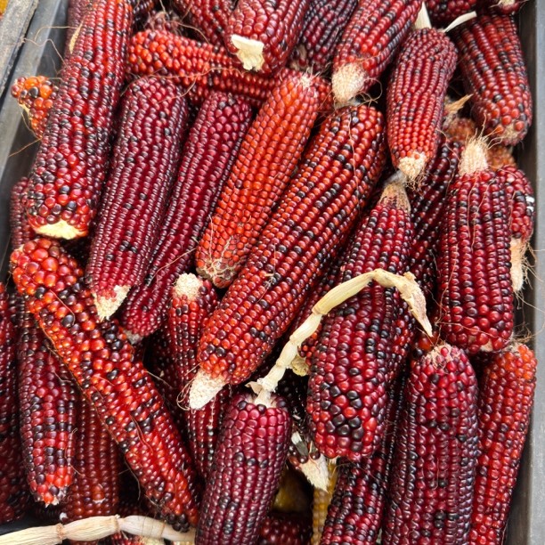 二号链接直播间文玩玉米毛料拍下不退不换图文无关