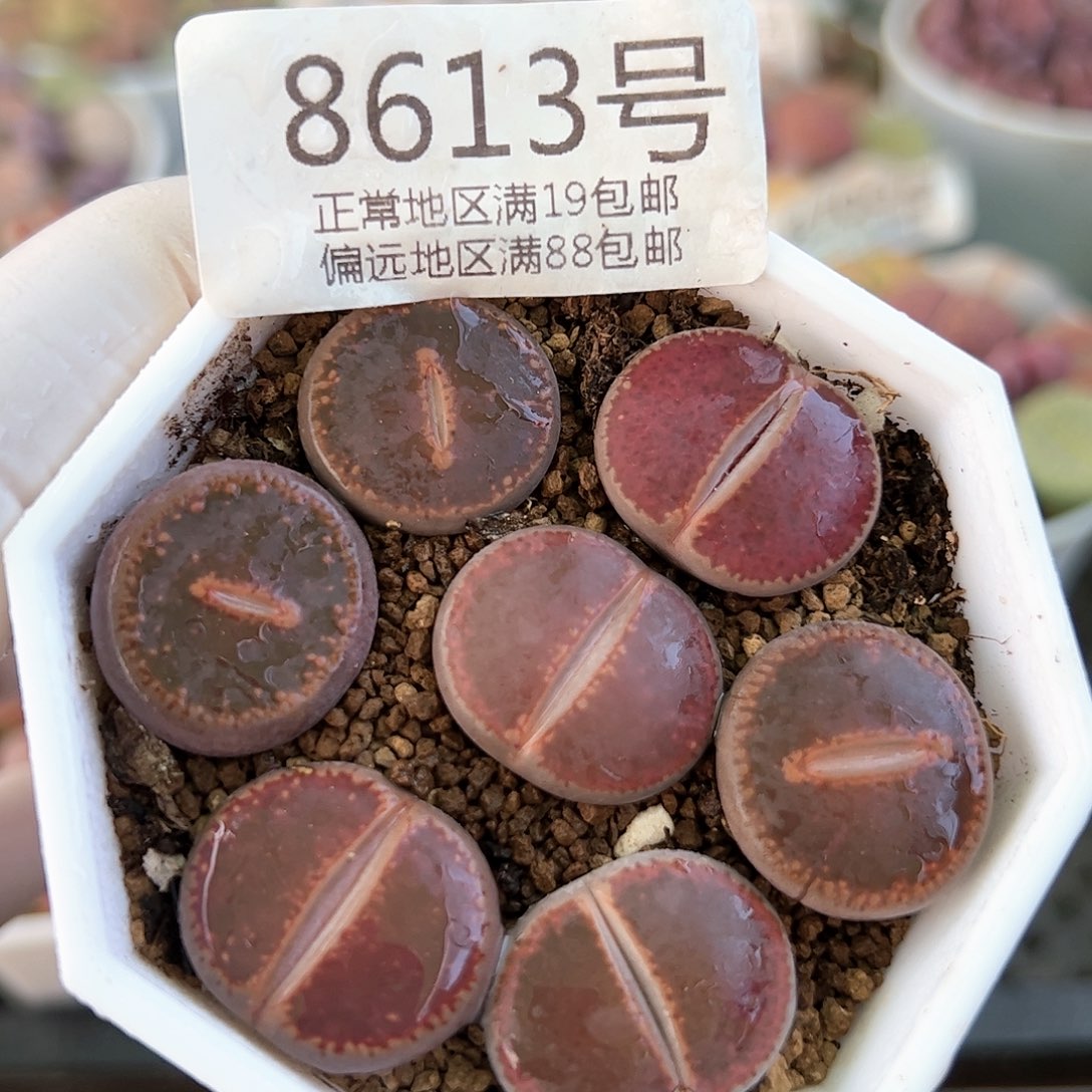 好养易活生石花大母本8613