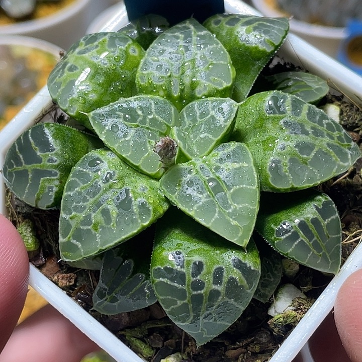 768亚成猪大生生不息福利