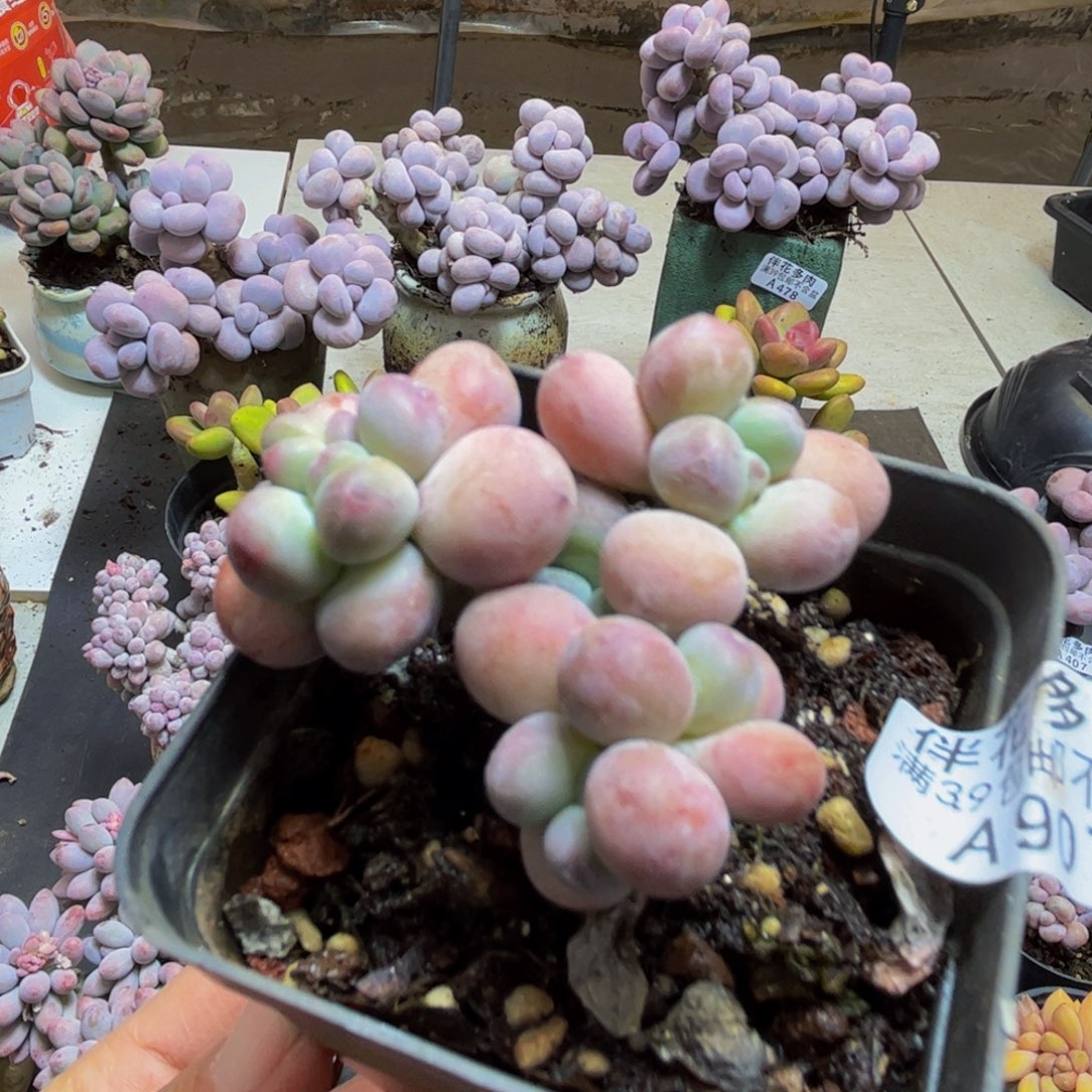 907/5cm苹果奶多肉