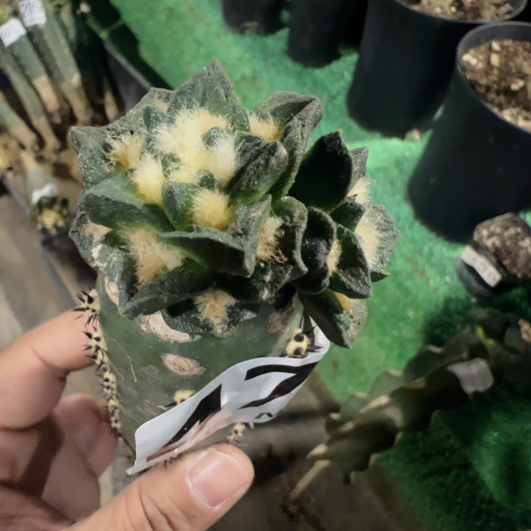 福利双头龙角牡丹472