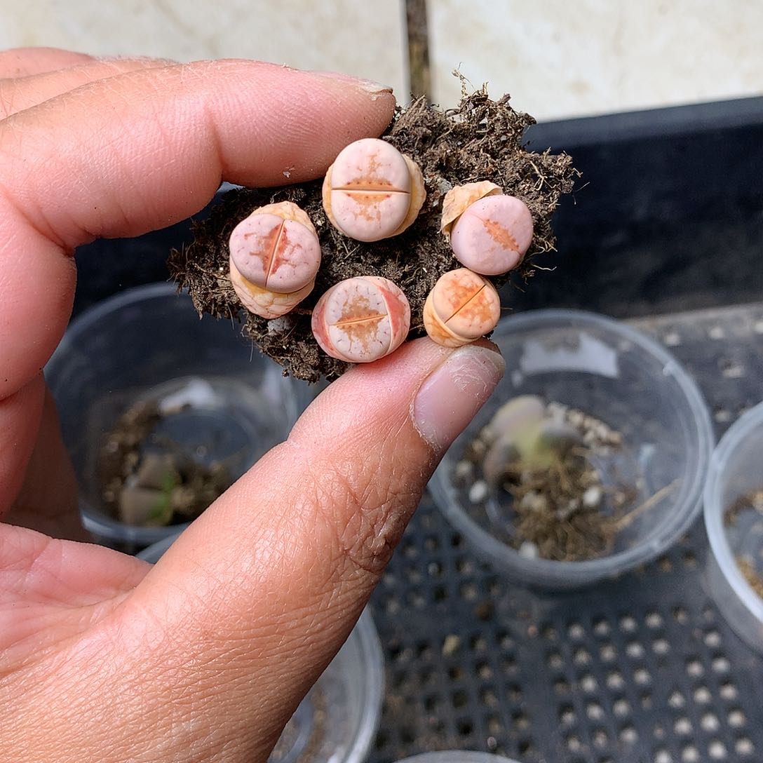 T624多肉植物保护研究所