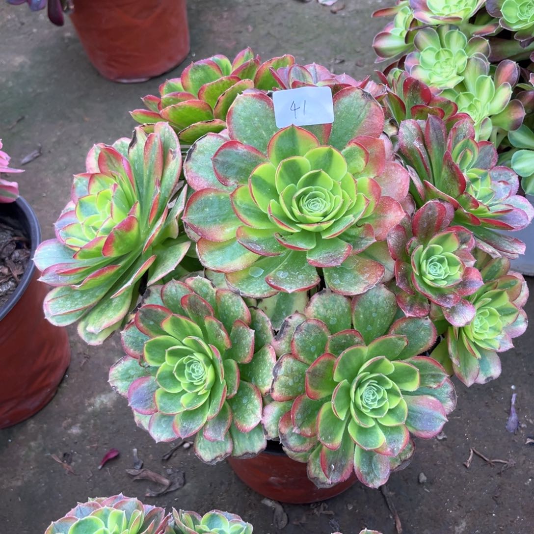 多肉植物奶白041