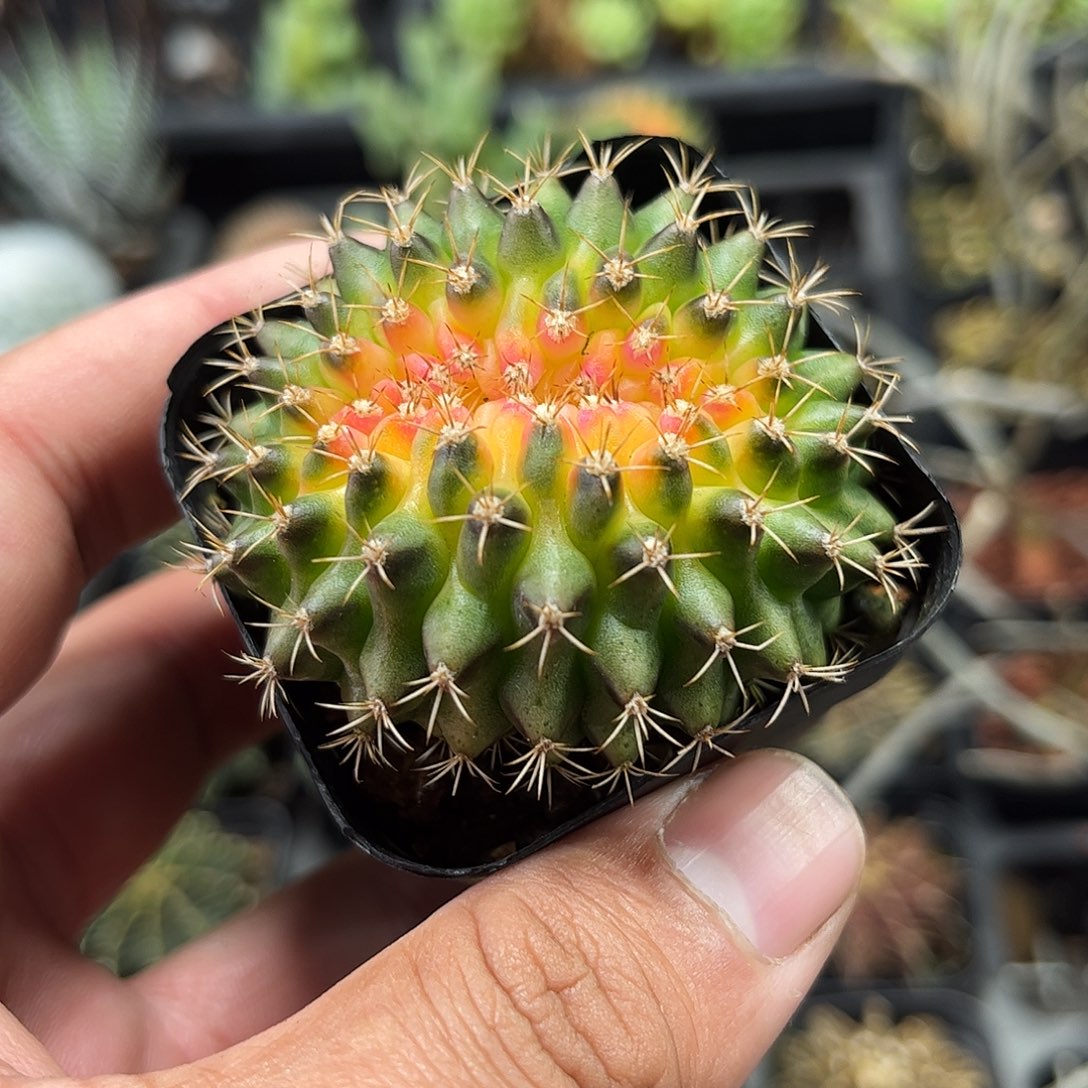 猪大肠单头发货单头