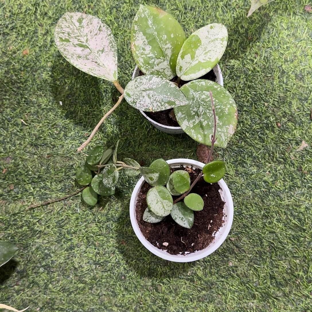 五***哥无花朵高斑雀斑➕高斑杂匍