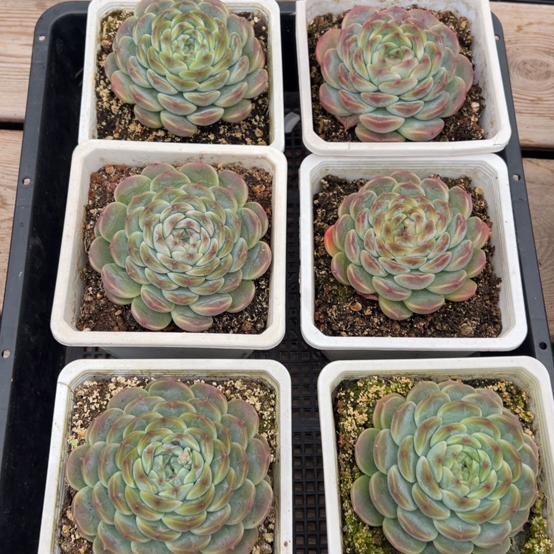 3703量肉肉肉肉肉