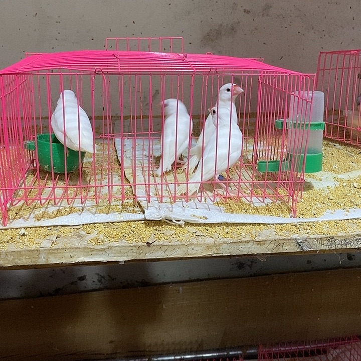 文鸟双****孩特价白文两对