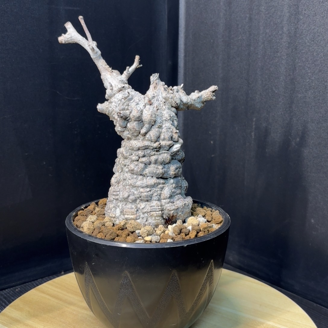 象足漆树带盆土。