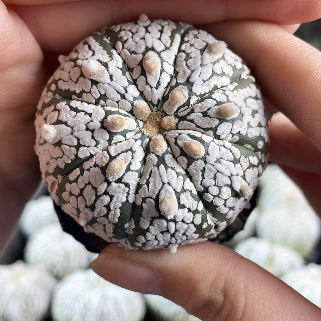 5cm实生特浓白超兜