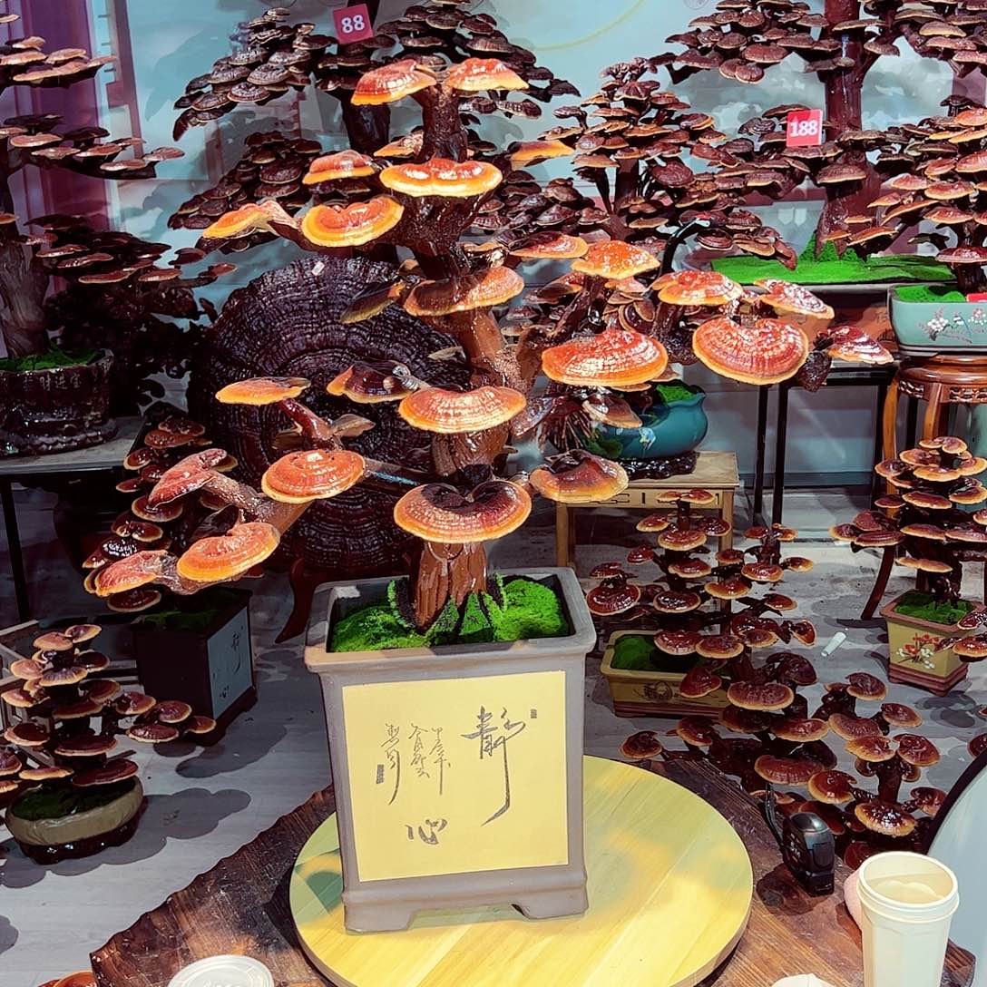 完全开放发财树发财树