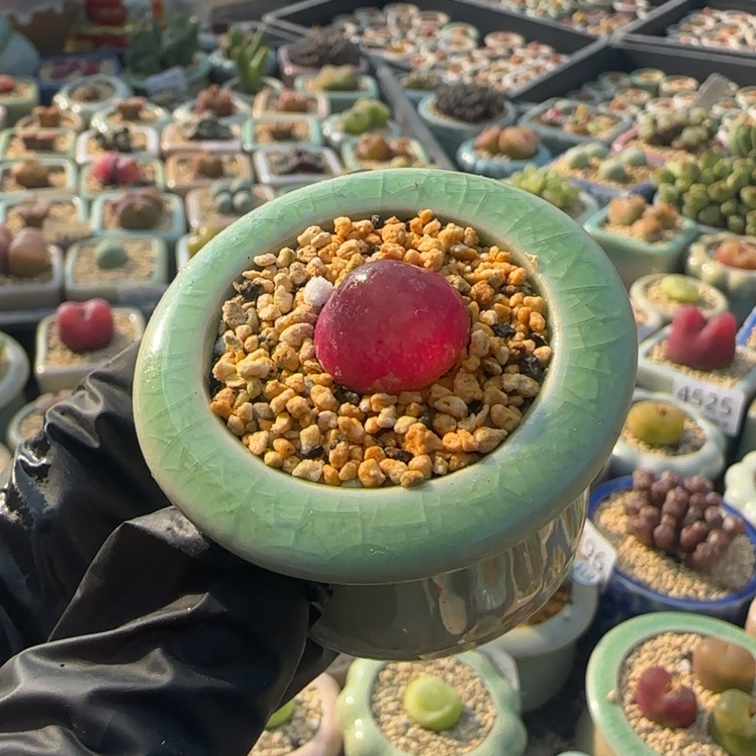 4533--一物一拍 带盆