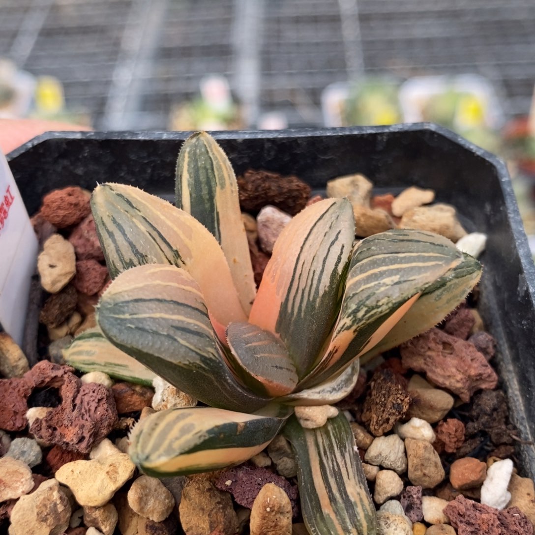 547号夜想之森锦多肉