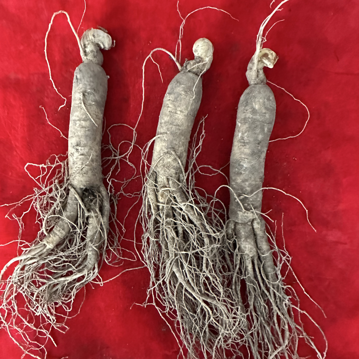 长白山新鲜五年人参（半斤装）