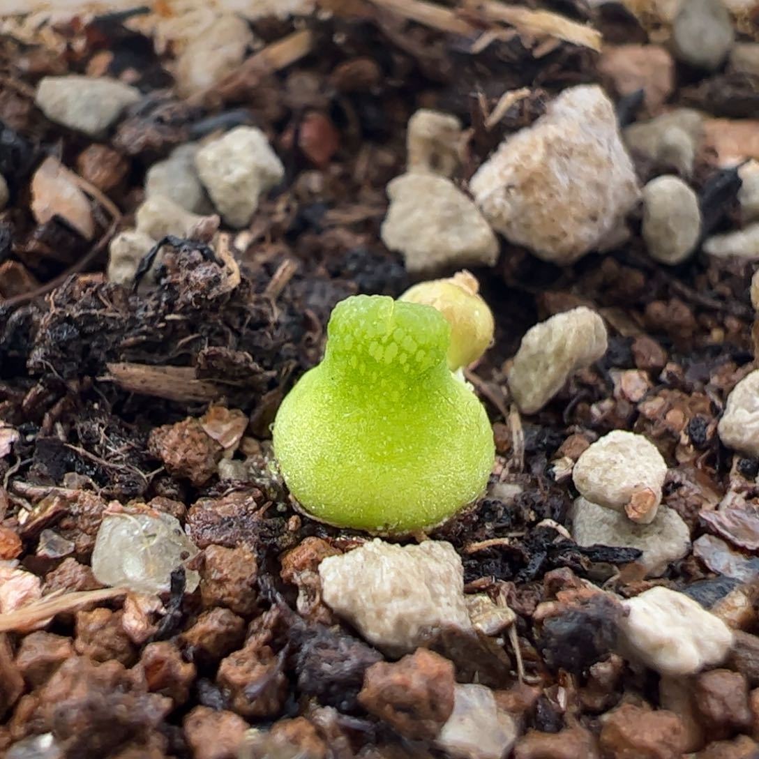 055多肉植物百科