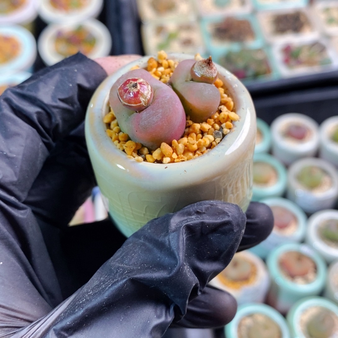 2258-一物一拍带盆