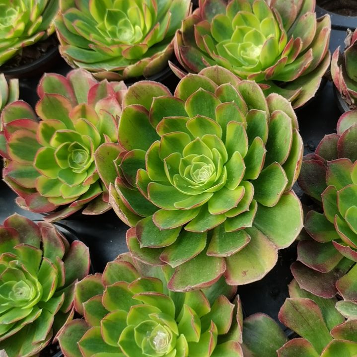 奶白锦多肉法师多肉6-5