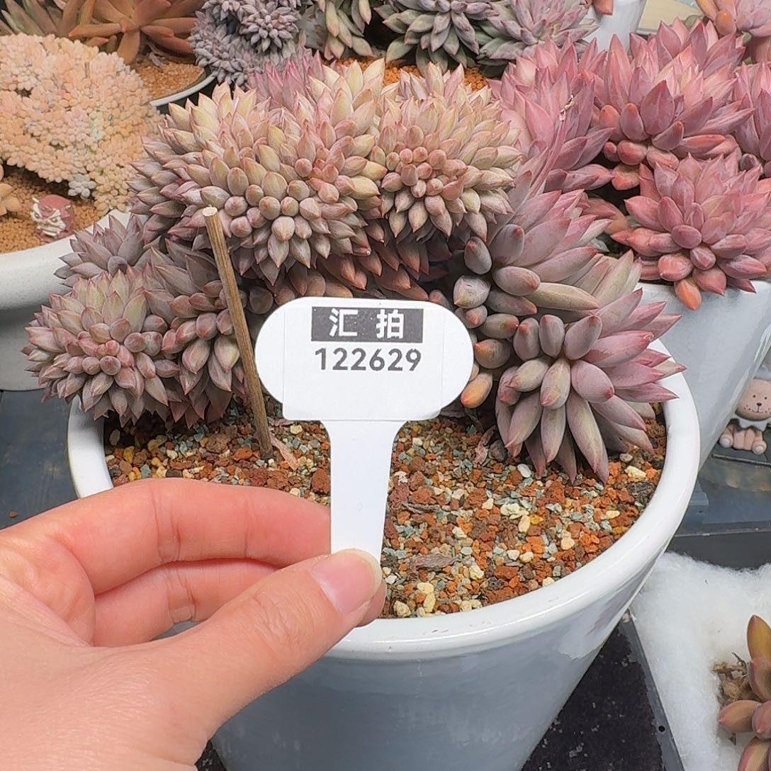 精品多肉植物122629