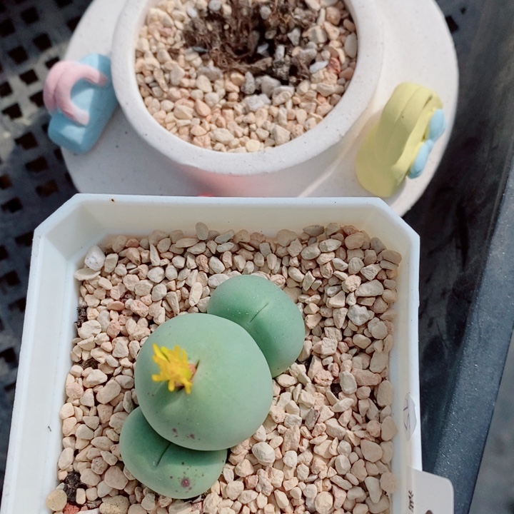 ****࿐生石花花花花花282