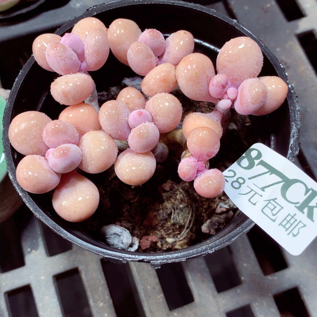 5厘米盆精控多肉877