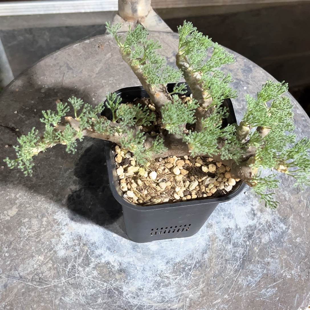 黑皮月界熟桩，完整枝条