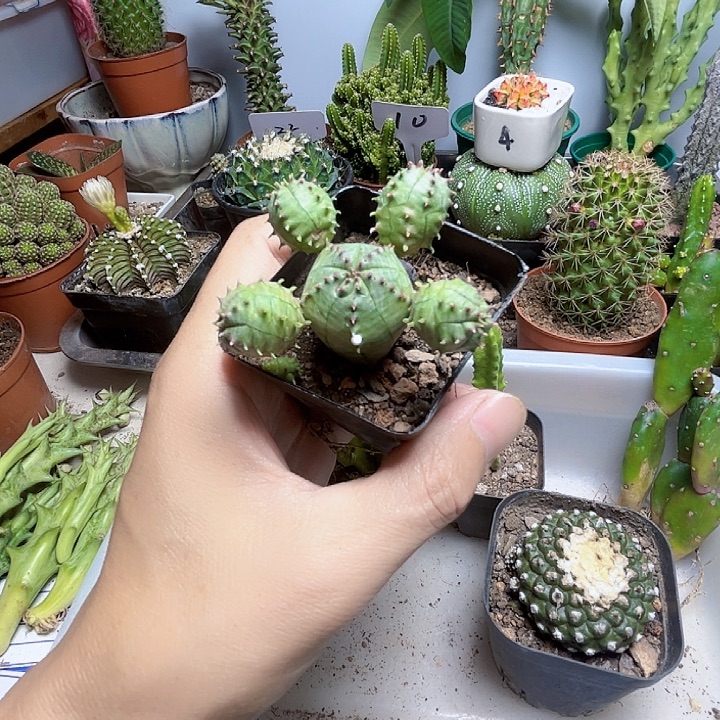 多头子吹布纹球hhh