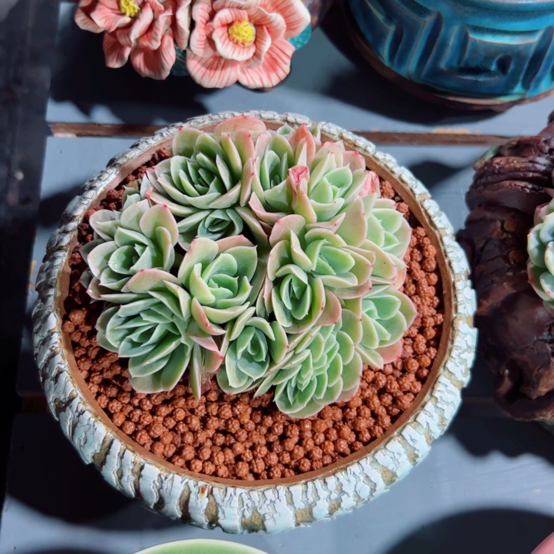 星娜塔自然群多肉植物