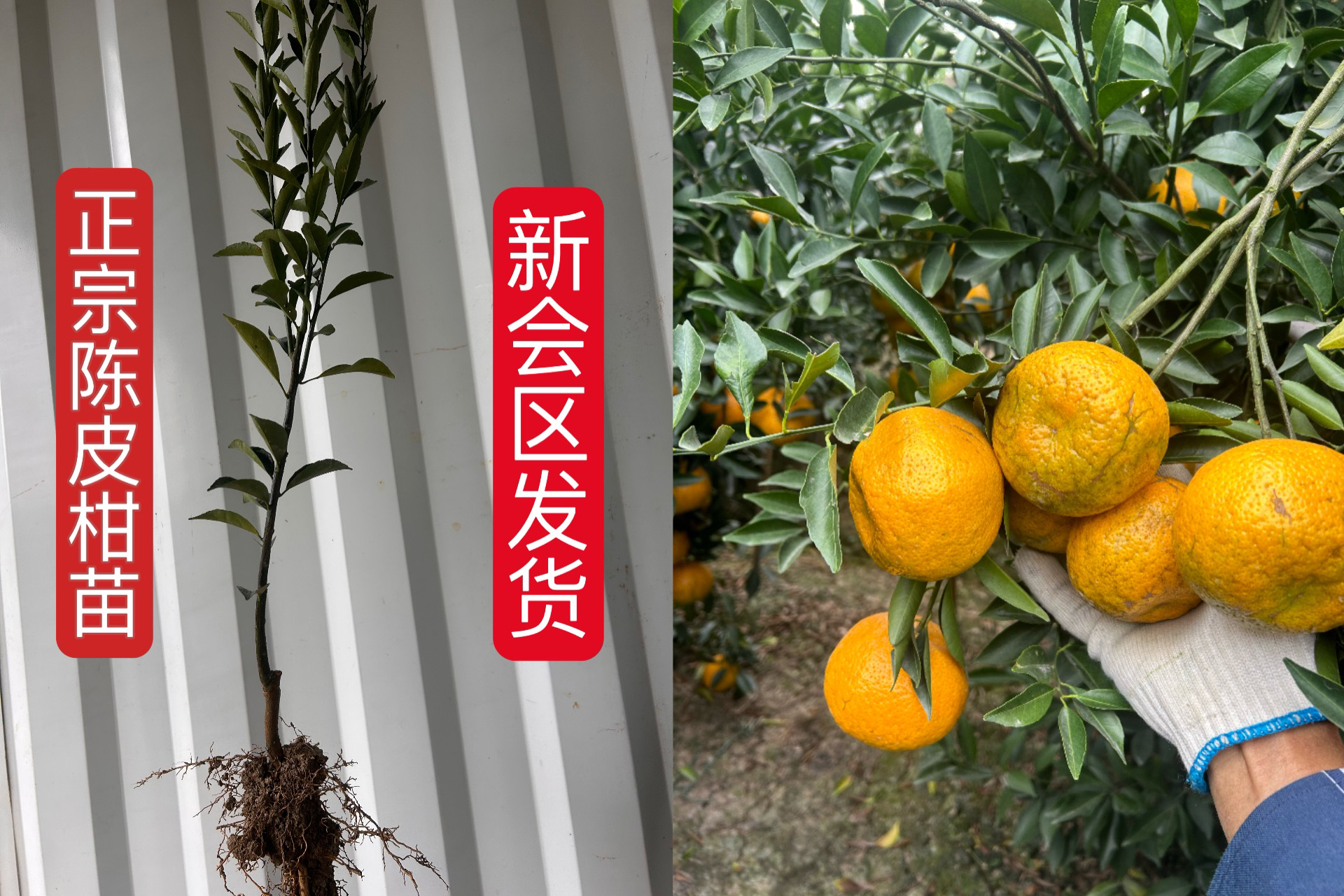 东甲正宗【陈皮柑苗 新会区发货】大红柑 小青柑 杯苗  高产陈皮树