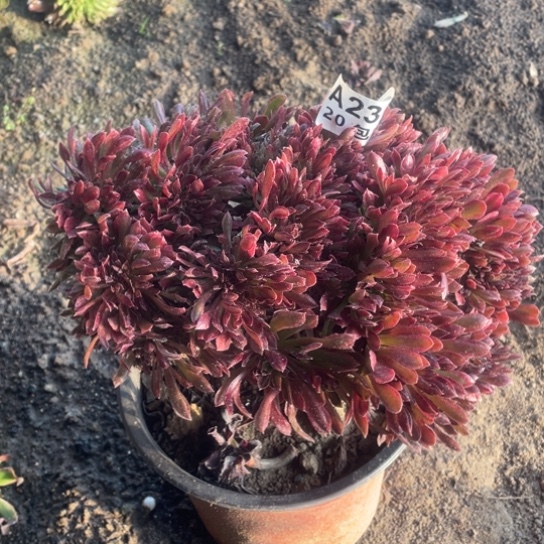 多肉植物230红珊瑚缀微瑕