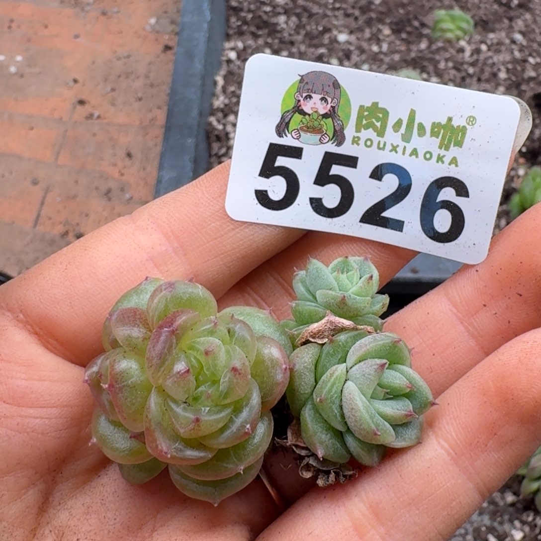 唐***糖多肉植物多肉植物