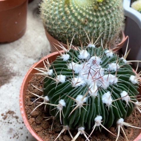 绿雪对冷饮仙人球18米