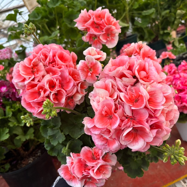 【落日余晖】直立天竺葵盆栽