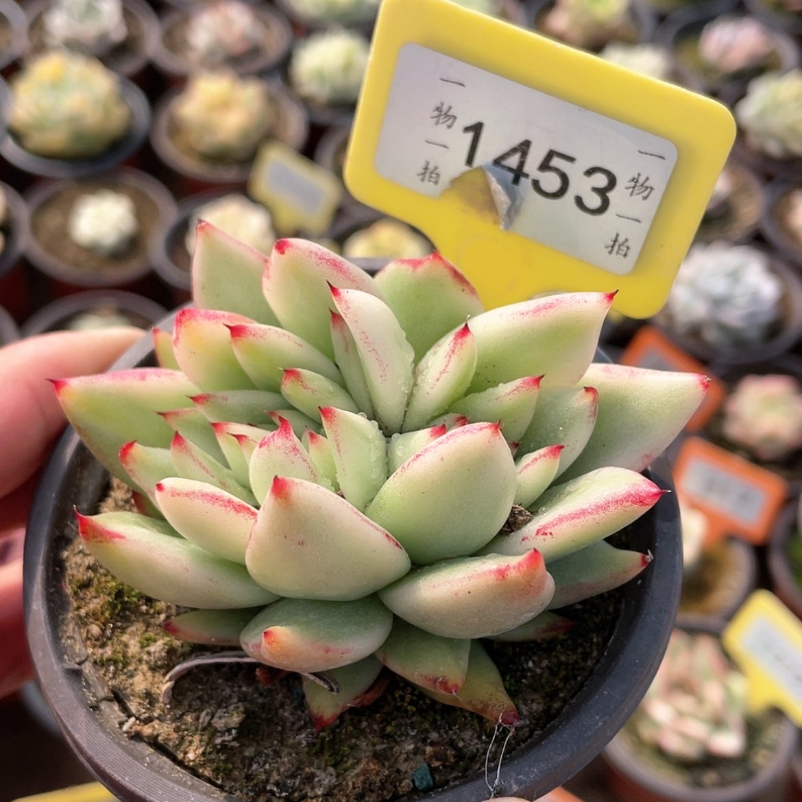 【闪购商品】1453号