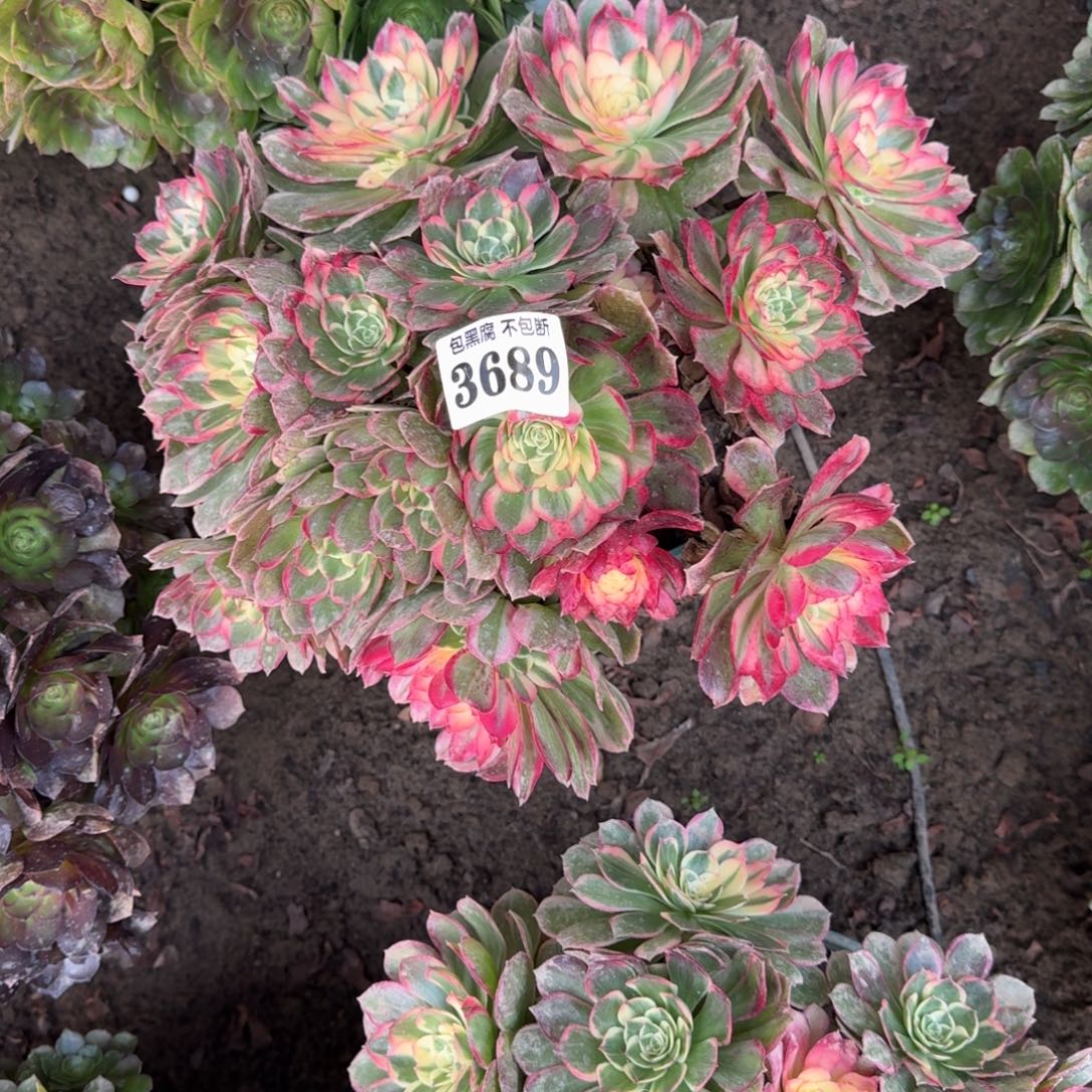 法师丘比特18-8 3689