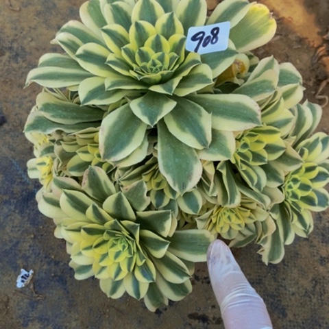 绿豆沙多肉植物908多肉不包断