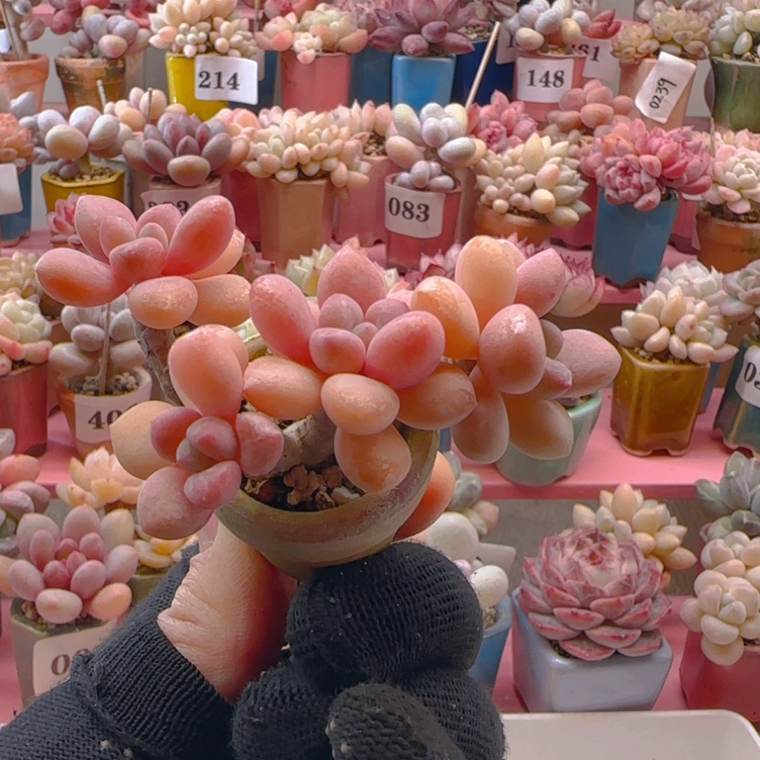 木糖醇217 ，带盆土发货，满38包邮非偏远。