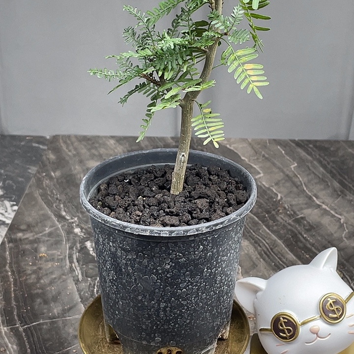 羽叶裂榄新品体验价