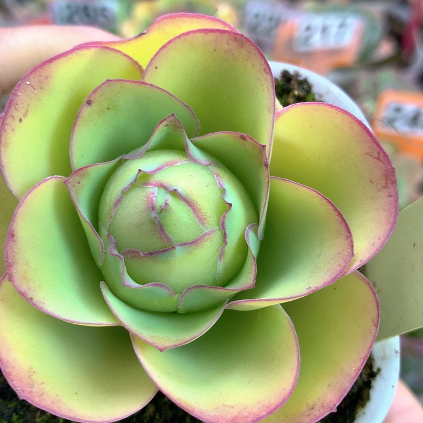 【闪购商品】yjj344开播福利