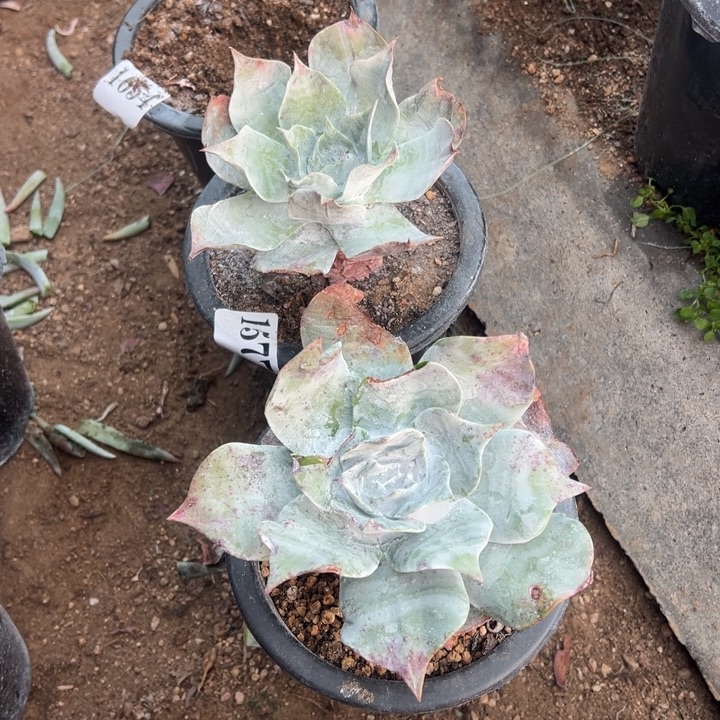 卿***园577号匍匐2颗多肉植物